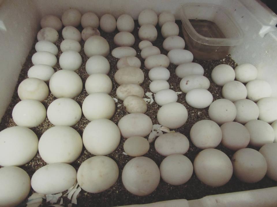 Koop Aldabra schildpad eieren / Hatchings.

We incuberen een mooie koppeling van Aldabra-eieren di