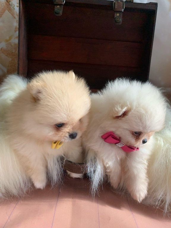 Mooie Pomeranian | Pomeriaan Puppies tekoop